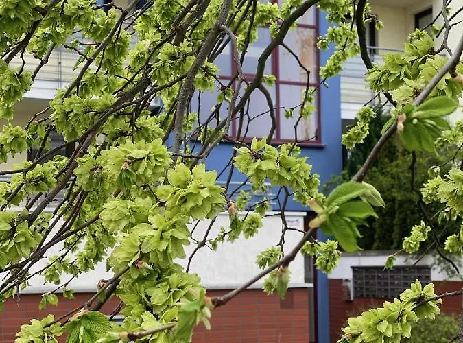 Chilliapartamenty- Zielone Tarasy- Geografic Lejlighed *